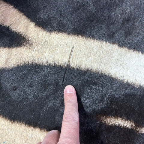 Real Zebra Back Skin (Tail is 29") # 73 Size: 8x5.5 feet