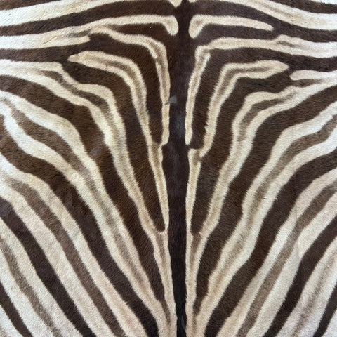 Real Zebra Back Skin # 74 (stripes are brown/Tail is 28") Size: 8x7 feet