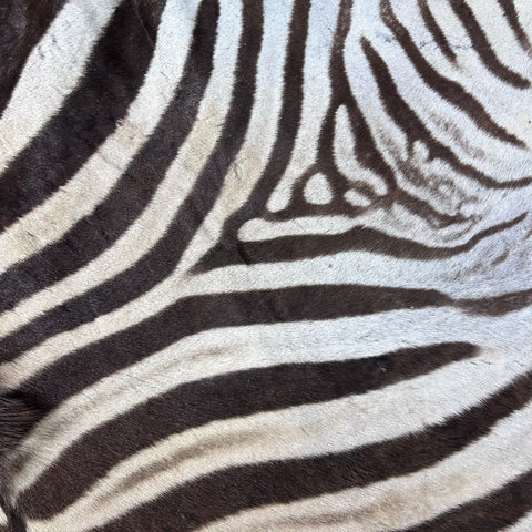 Real Zebra Back Skin # 74 (stripes are brown/Tail is 28") Size: 8x7 feet