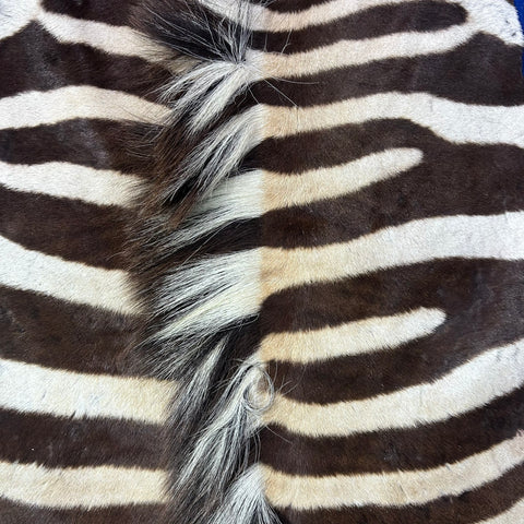 Real Zebra Back Skin # 74 (stripes are brown/Tail is 28") Size: 8x7 feet