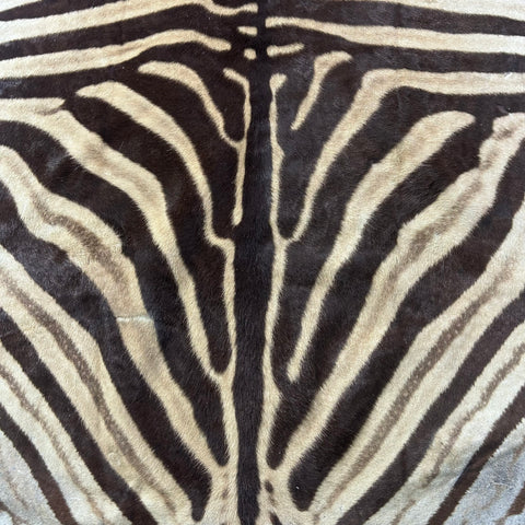 Real Zebra Back Skin # 75 (stripes are dark brown/Tail is 27") Size: 8x7 feet