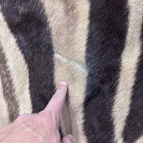 Real Zebra Back Skin # 75 (stripes are dark brown/Tail is 27") Size: 8x7 feet