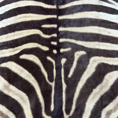 Real Zebra Back Skin # 75 (stripes are dark brown/Tail is 27") Size: 8x7 feet