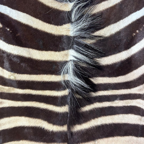 Real Zebra Back Skin # 75 (stripes are dark brown/Tail is 27") Size: 8x7 feet