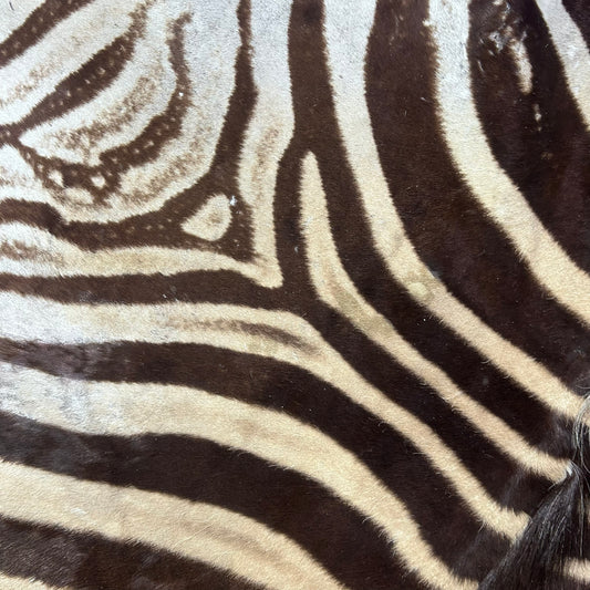 Real Zebra Back Skin # 75 (stripes are dark brown/Tail is 27") Size: 8x7 feet