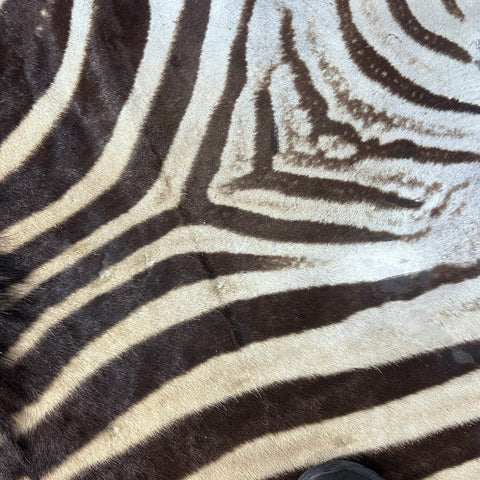 Real Zebra Back Skin # 75 (stripes are dark brown/Tail is 27") Size: 8x7 feet