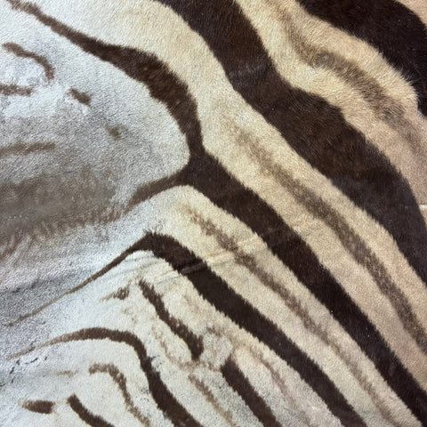 Real Zebra Back Skin # 75 (stripes are dark brown/Tail is 27") Size: 8x7 feet