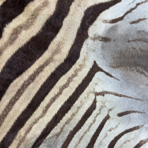 Real Zebra Back Skin # 75 (stripes are dark brown/Tail is 27") Size: 8x7 feet