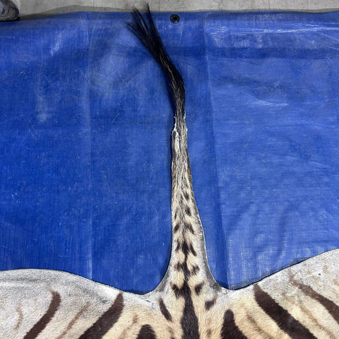 Real Zebra Back Skin # 75 (stripes are dark brown/Tail is 27") Size: 8x7 feet