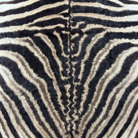 Real Zebra Back Skin # 76 (curly hair/young zebra/Tail is 31") Size: 7.2x5.2 feet