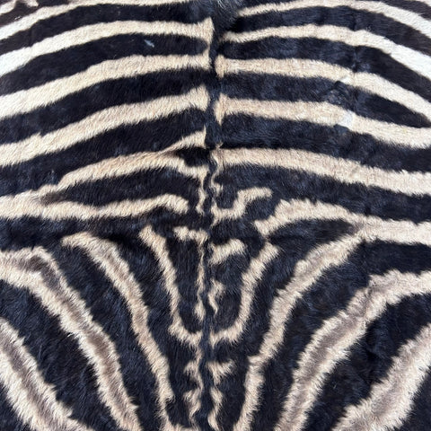 Real Zebra Back Skin # 76 (curly hair/young zebra/Tail is 31") Size: 7.2x5.2 feet