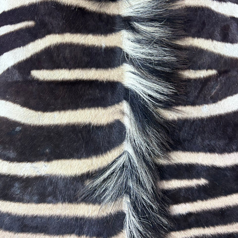 Real Zebra Back Skin # 76 (curly hair/young zebra/Tail is 31") Size: 7.2x5.2 feet