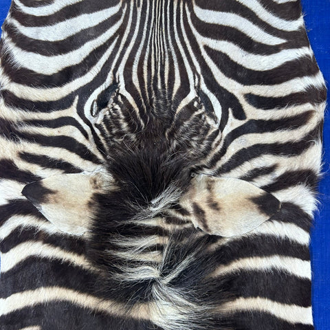 Real Zebra Back Skin # 76 (curly hair/young zebra/Tail is 31") Size: 7.2x5.2 feet