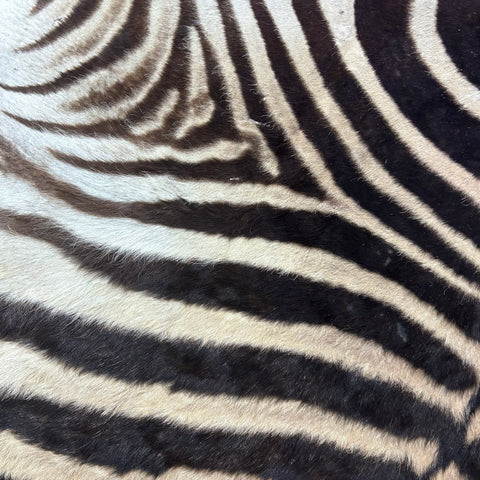 Real Zebra Back Skin # 76 (curly hair/young zebra/Tail is 31") Size: 7.2x5.2 feet