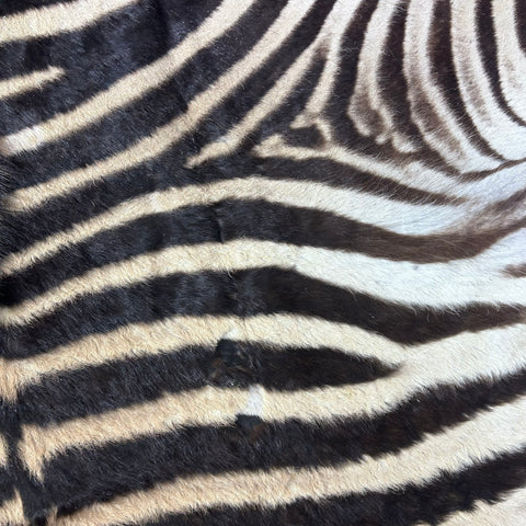 Real Zebra Back Skin # 76 (curly hair/young zebra/Tail is 31") Size: 7.2x5.2 feet