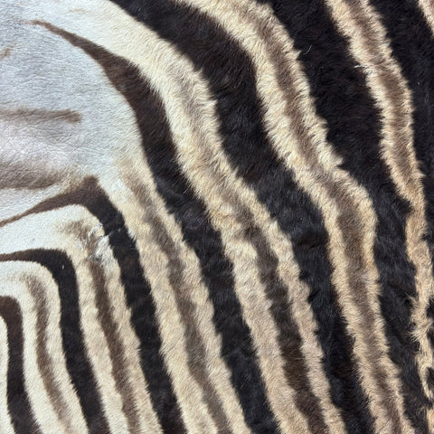 Real Zebra Back Skin # 76 (curly hair/young zebra/Tail is 31") Size: 7.2x5.2 feet