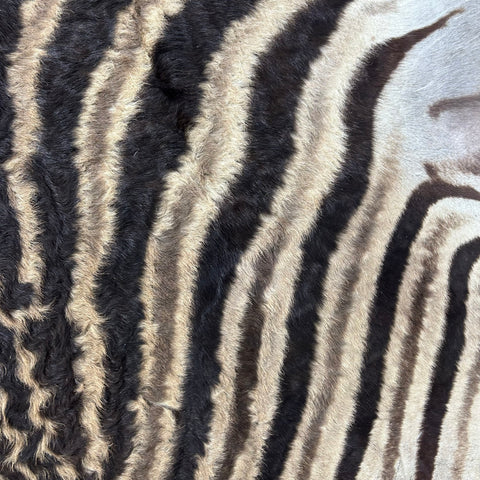 Real Zebra Back Skin # 76 (curly hair/young zebra/Tail is 31") Size: 7.2x5.2 feet