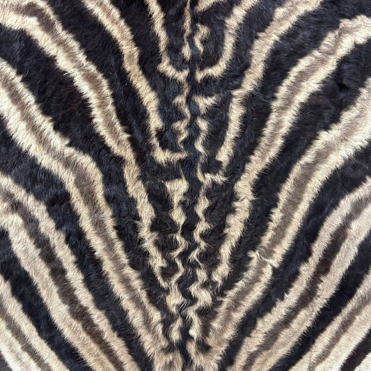 Real Zebra Back Skin # 76 (curly hair/young zebra/Tail is 31") Size: 7.2x5.2 feet