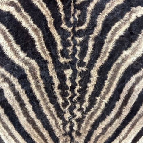 Real Zebra Back Skin # 76 (curly hair/young zebra/Tail is 31") Size: 7.2x5.2 feet