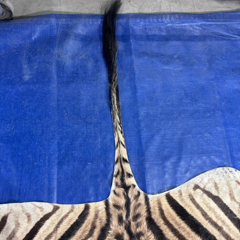 Real Zebra Back Skin # 76 (curly hair/young zebra/Tail is 31") Size: 7.2x5.2 feet