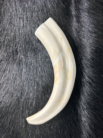 Warthog tusks, Pig Tusk, Polished Warthog Tusk - Price is for 1 tusk