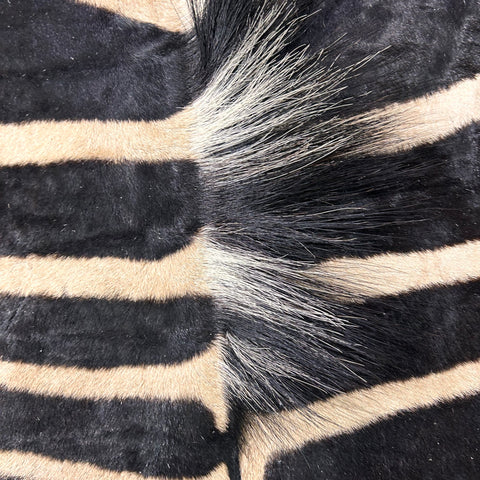 Real Zebra Skin Rug Hide # 19 HUGE Size: 8.5X 7.5 feet - FREE PILLOW CASE