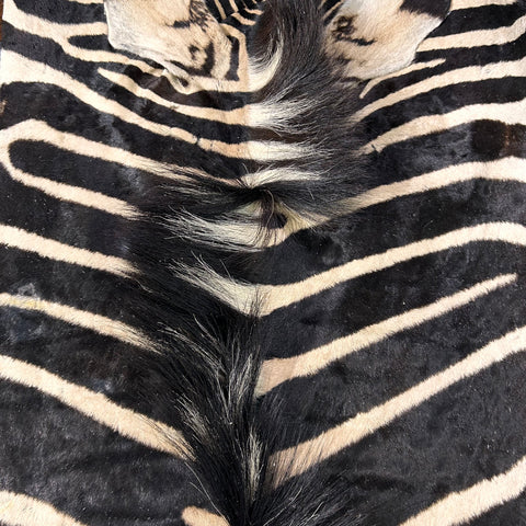 Real Zebra Skin Rug Hide # 19 HUGE Size: 8.5X 7.5 feet - FREE PILLOW CASE