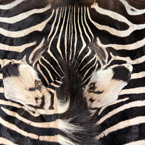 Real Zebra Skin Rug Hide # 19 HUGE Size: 8.5X 7.5 feet - FREE PILLOW CASE