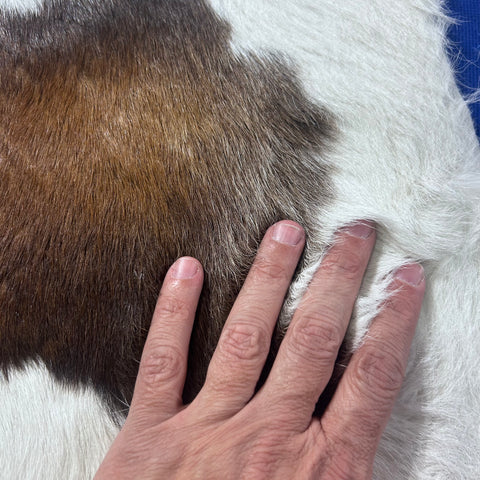 Tricolor Spotted Calf Skin Size: 42x36" Z-168