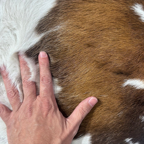 Tricolor Spotted Calf Skin Size: 38x34" Z-170