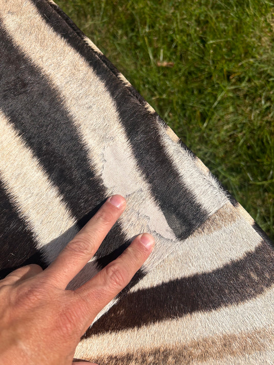 Véritable pouf en peau de zèbre 20 HX 20 X 20" Pouf en peau de zèbre avec poils # F