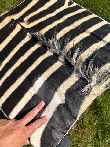 Real Zebra Ottoman Cube 20 H X 20 X 20" Zebra Skin Hair-on Ottoman # F