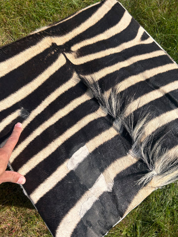 Real Zebra Ottoman Cube 20 H X 20 X 20" Zebra Skin Hair-on Ottoman # F