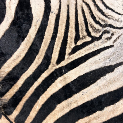 Real Zebra Skin Rug Hide # 21 HUGE Size: 8.7X 7 feet - FREE PILLOW CASE