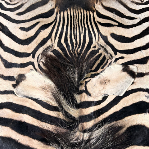 Real Zebra Skin Rug Hide # 21 HUGE Size: 8.7X 7 feet - FREE PILLOW CASE