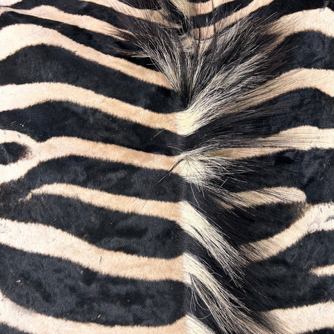 Real Zebra Skin Rug Hide # 21 HUGE Size: 8.7X 7 feet - FREE PILLOW CASE