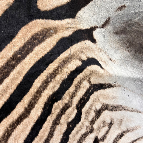 Real Zebra Skin Rug Hide # 21 HUGE Size: 8.7X 7 feet - FREE PILLOW CASE