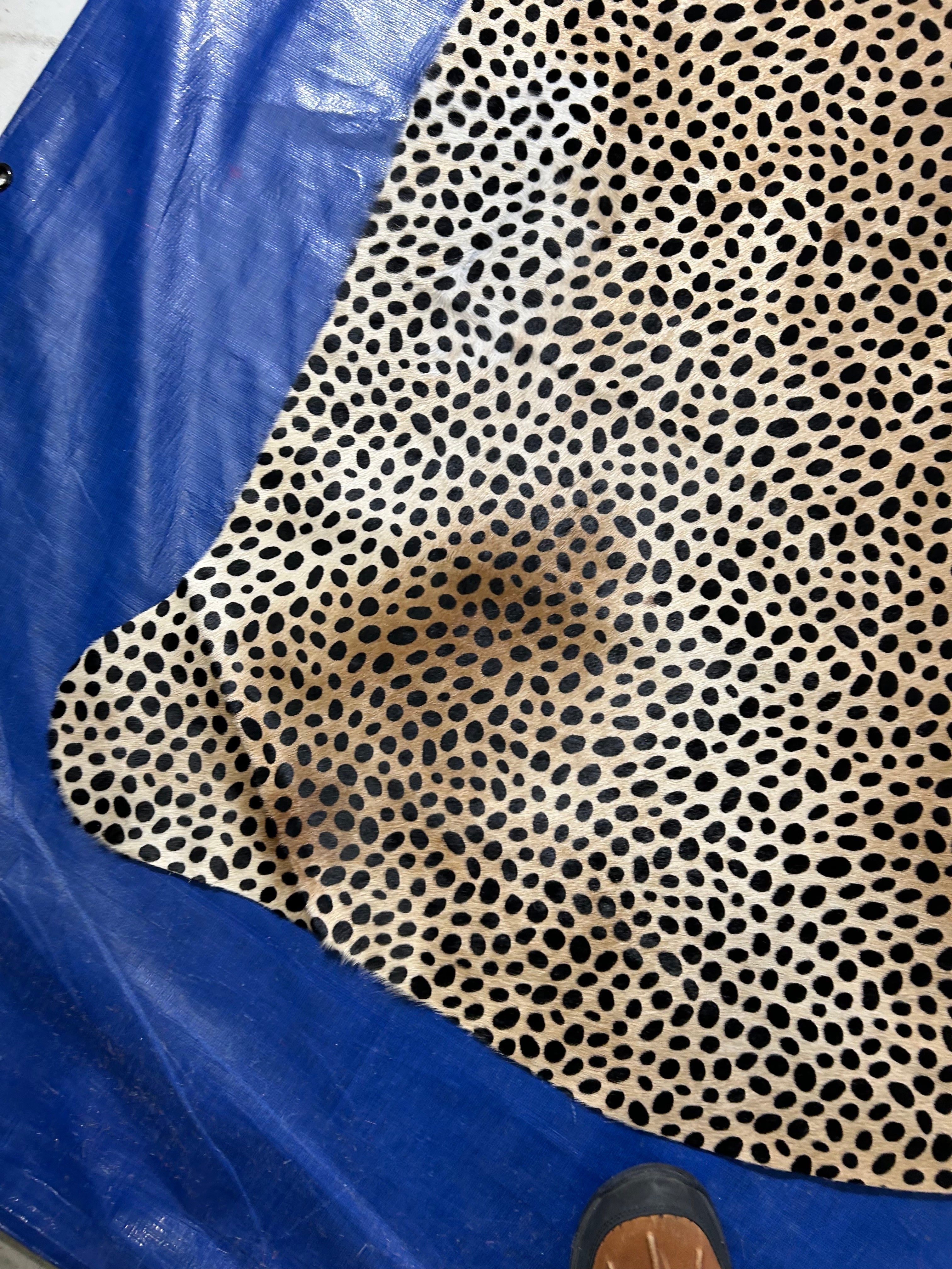 Cheetah Print Cowhide Rug (some darker spots) Size: 7x6.2 feet D-034