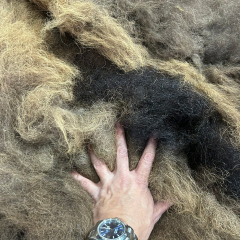 Bison Skin Rug (huge and awesome fur!) Size: 8x7 feet #23