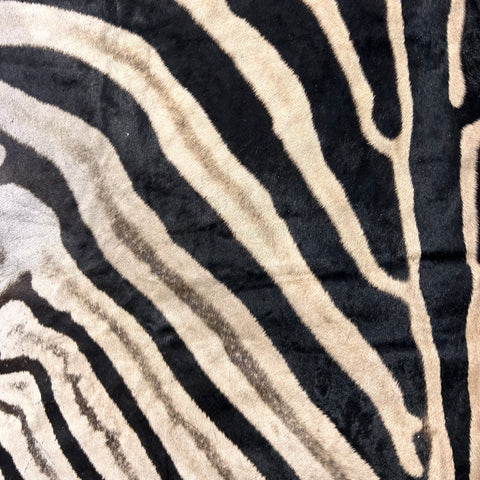 Real Zebra Skin Rug Hide # 22 HUGE (B Grade) Huge Size: 9X7 feet - 2 FREE PILLOW CASES