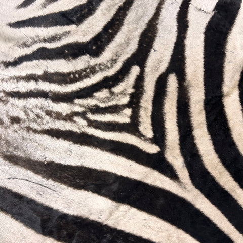 Real Zebra Skin Rug Hide # 22 HUGE (B Grade) Huge Size: 9X7 feet - 2 FREE PILLOW CASES