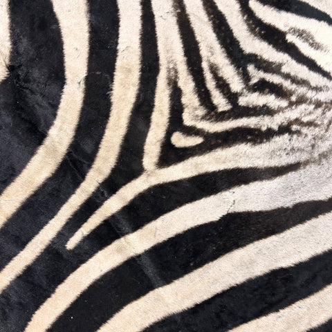 Real Zebra Skin Rug Hide # 22 HUGE (B Grade) Huge Size: 9X7 feet - 2 FREE PILLOW CASES