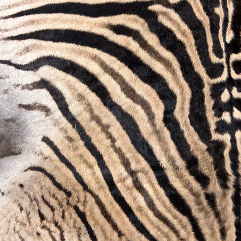 Real Zebra Skin Rug Hide # 23 Small Size: 7X 6 feet - FREE ZEBRA PILLOW CASE