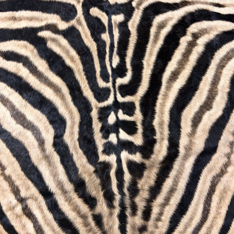 Real Zebra Skin Rug Hide # 23 Small Size: 7X 6 feet - FREE ZEBRA PILLOW CASE