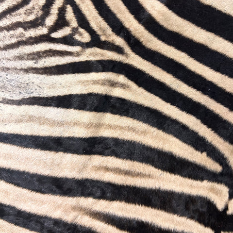 Real Zebra Skin Rug Hide # 23 Small Size: 7X 6 feet - FREE ZEBRA PILLOW CASE