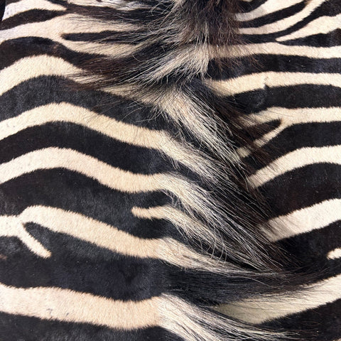 Real Zebra Skin Rug Hide # 23 Small Size: 7X 6 feet - FREE ZEBRA PILLOW CASE