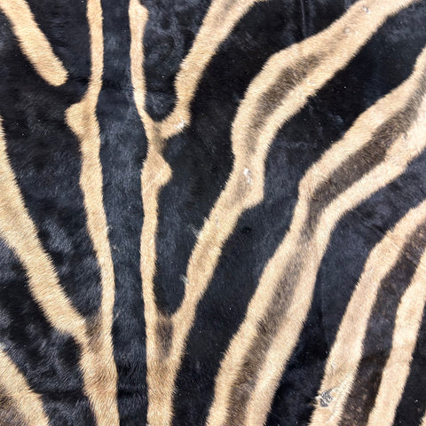 Real Zebra Skin Rug Hide # 24 HUGE Size: 8.7X 7 feet - FREE ZEBRA PILLOW CASE