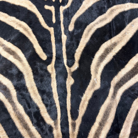 Real Zebra Skin Rug Hide # 24 HUGE Size: 8.7X 7 feet - FREE ZEBRA PILLOW CASE