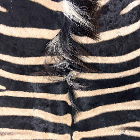 Real Zebra Skin Rug Hide # 24 HUGE Size: 8.7X 7 feet - FREE ZEBRA PILLOW CASE