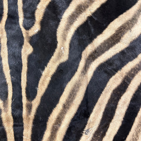 Real Zebra Skin Rug Hide # 24 HUGE Size: 8.7X 7 feet - FREE ZEBRA PILLOW CASE